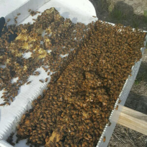 5 Frame American Honeybee Nucleus Colony