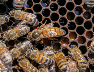American Queens (Apis mellifera americana)